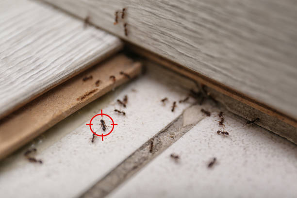Best Best Pest Control Companies  in Ponderosa Park, CO