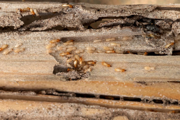  Ponderosa Park, CO Pest Control Pros