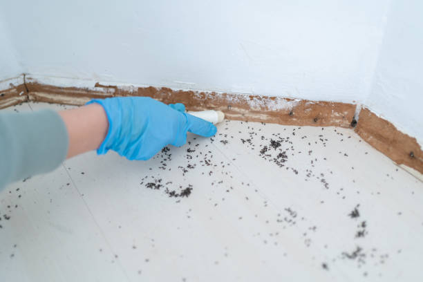 Trusted Ponderosa Park, CO Pest Control Experts
