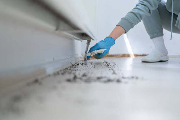 Best Local Pest Control Services  in Ponderosa Park, CO